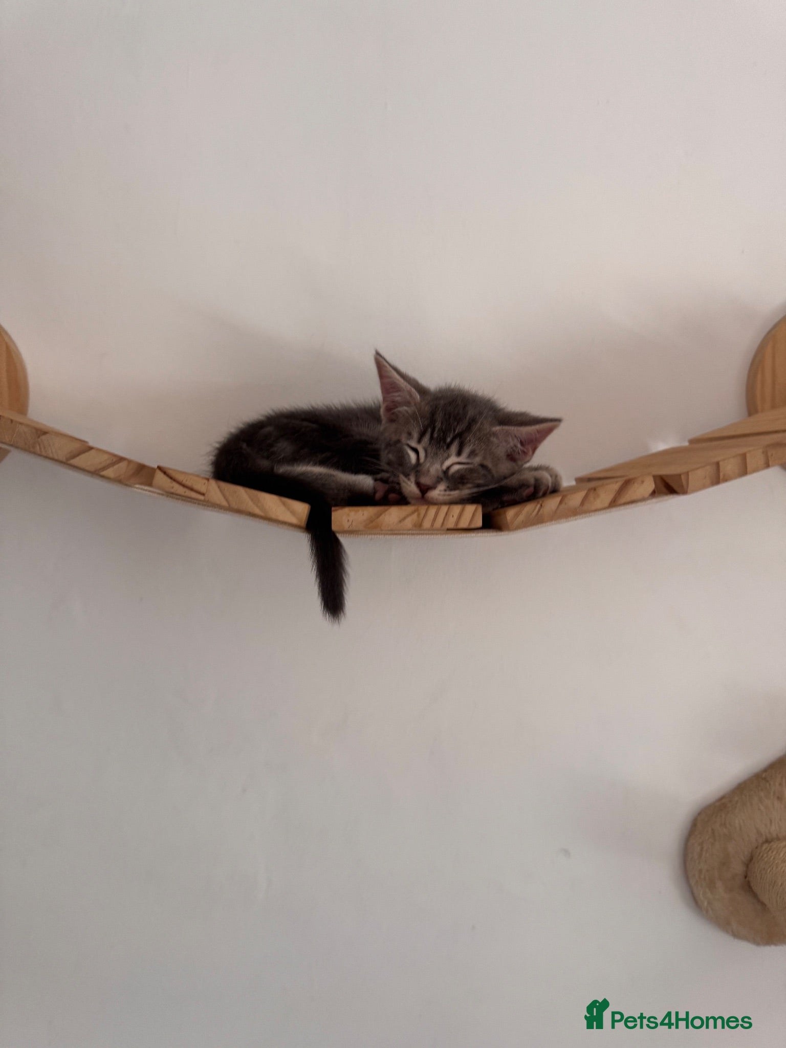 Mixed Breed cats Bencoon kittens Maine Coon x Bengal  - Advert 1