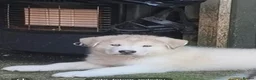 Alaskan Malamute dogs for sale: Mr Marcel .p - Advert 4