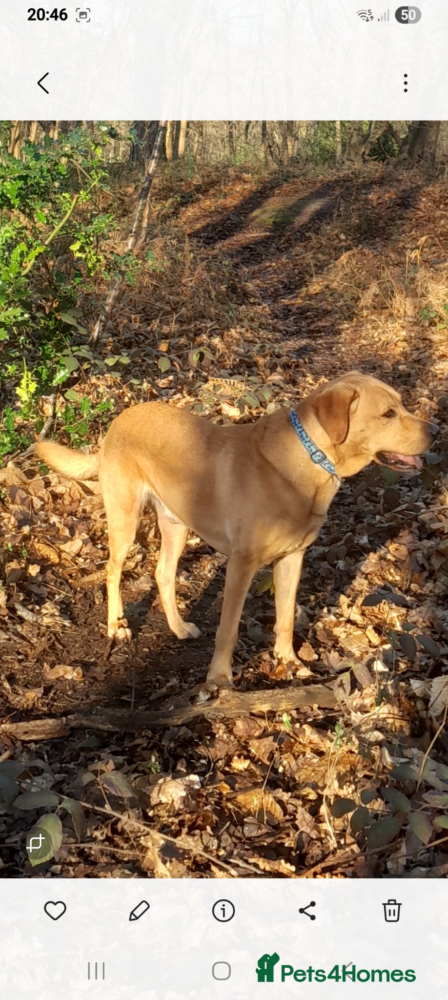 Labrador Retriever dogs for stud: KC registered Dog for STUD - Advert 5