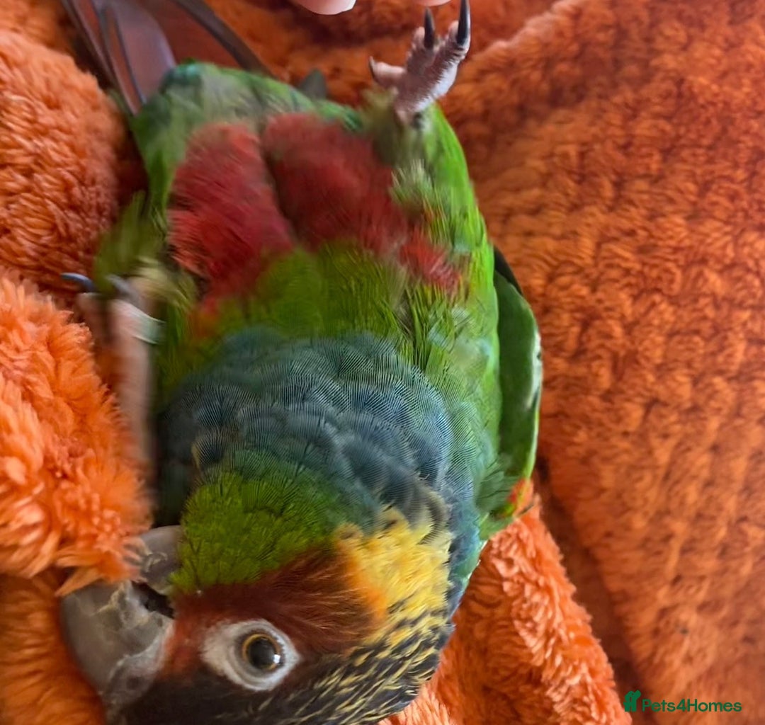 Conures birds for sale: Blue Throated Conure - Advert 2