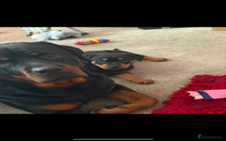 Rottweiler dogs for sale: 3 month old rottie pip - Image 3