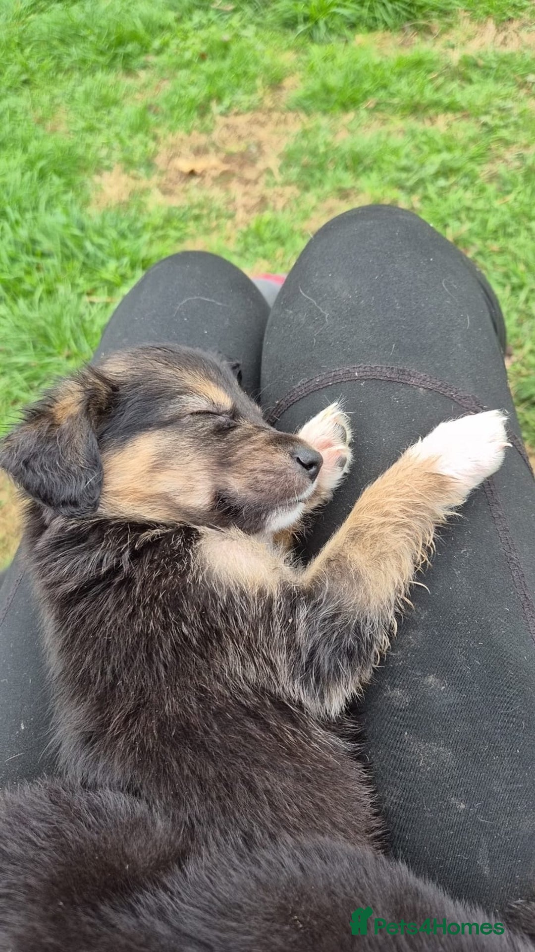 Mixed Breed dogs for sale: Golden Retrievers X Red & White Boarder Collie - Image 9