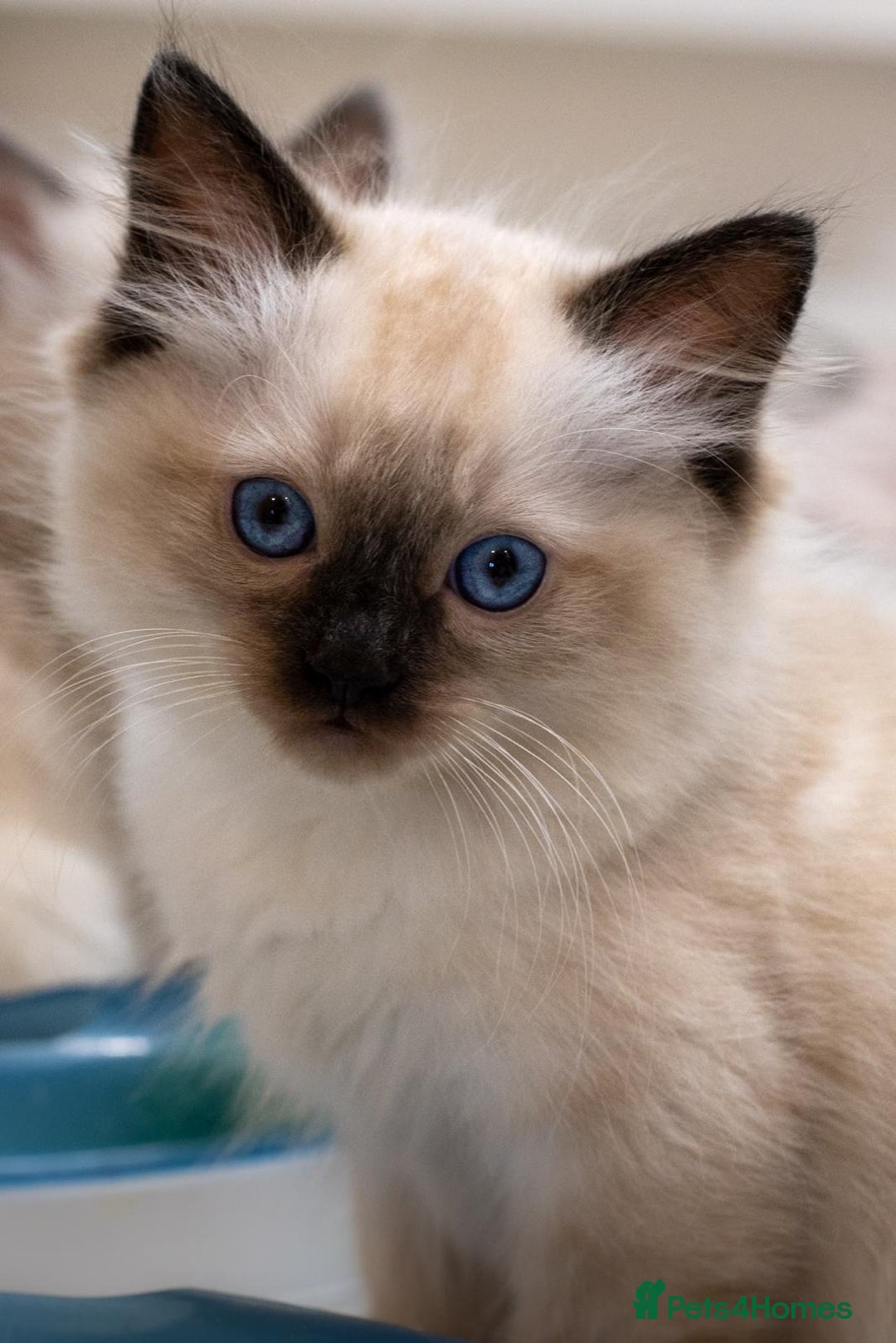 Ragdoll cats for sale: 🏅Last 2 GCCF Ragdoll kittens Ready now - Advert 31