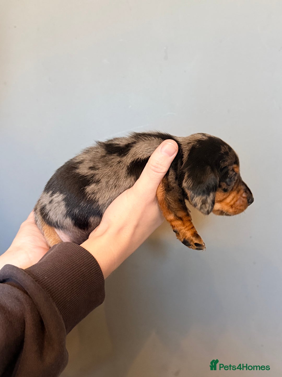 Miniature Dachshund dogs for sale: Miniature dapple daschund puppies for sale - Advert 39