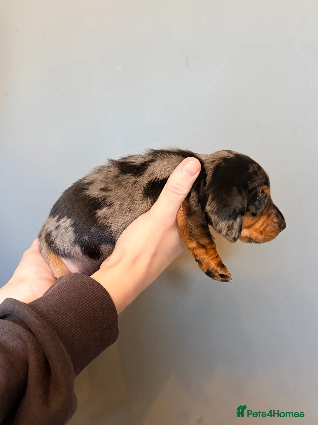 Miniature Dachshund dogs for sale: READY TO GO! dapple/merle daschund puppies - Advert 39