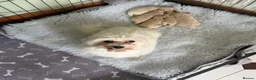 Maltipoo dogs for sale: F1 Maltipoo Puppies - Advert 10