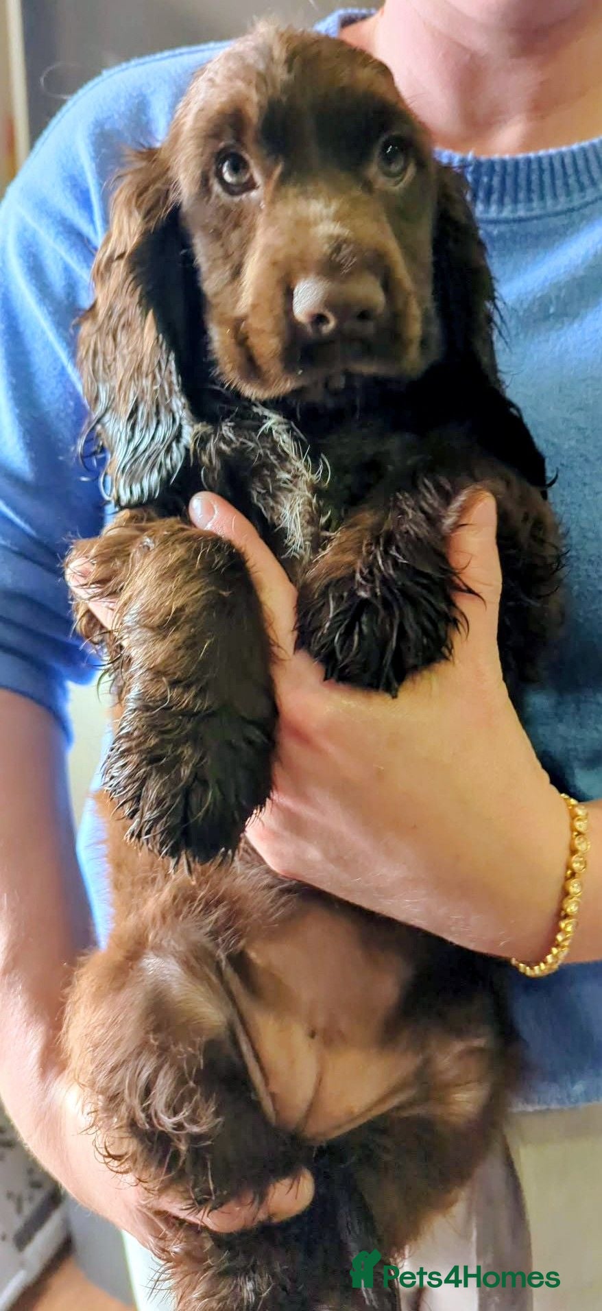 Cocker Spaniel dogs FULL VACCINATIONS❤️LAST 🍫 GIRL COCKER SPANIEL   - Advert 6