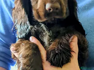 Cocker Spaniel dogs FULL VACCINATIONS❤️LAST 🍫 GIRL COCKER SPANIEL - Advert 2