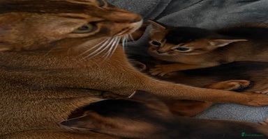 Abyssinian cats - Advert 2