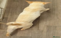 Siamese cats for stud: Flame Point Siamese - Stud Only in Darwen - Image 4
