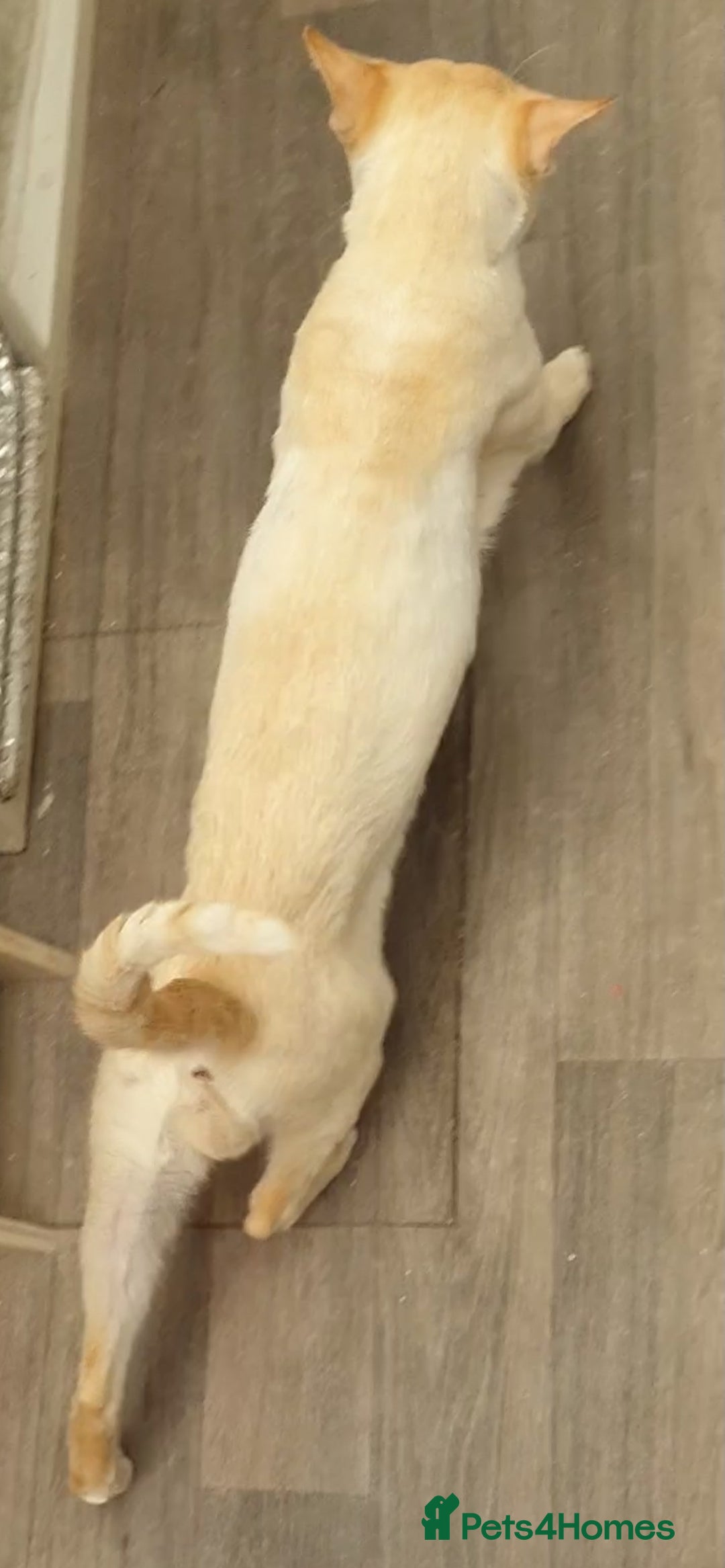 Siamese cats for stud: Flame Point Siamese - Stud Only in Darwen - Image 4