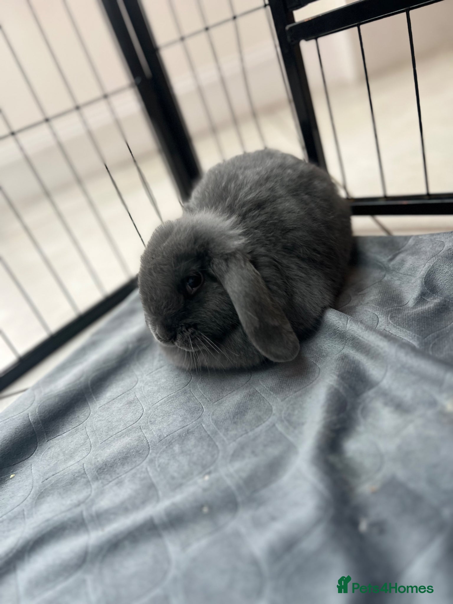 Mini Lion Lop rabbits Indoor Mini lion lop & mini lops available  - Advert 2