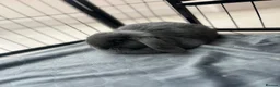 Mini Lion Lop rabbits for sale: Indoor Mini lion lop & mini lops available  - Advert 2