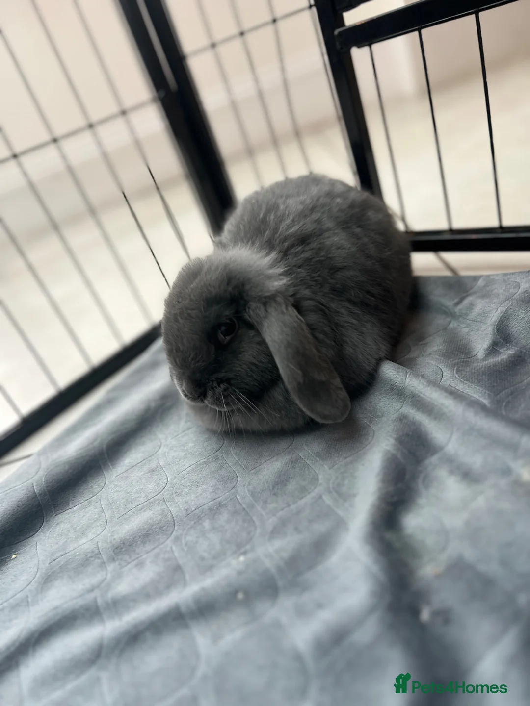 Mini Lion Lop rabbits for sale: Indoor Mini lion lop & mini lops available  - Advert 2
