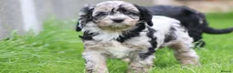 Cavapoo dogs for sale: Beautiful Cavapoo puppies for sale - Advert 26