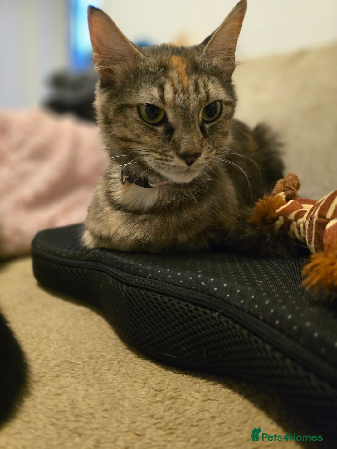 Mixed Breed cats for sale: Cute kittens  - Image 6