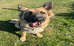 German Shepherd dogs for sale: Long haired German shepherd  - Advert 4