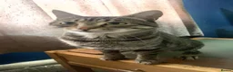 Mixed Breed cats for sale: 3 adult cats for rehome  in Weymouth - Advert 4