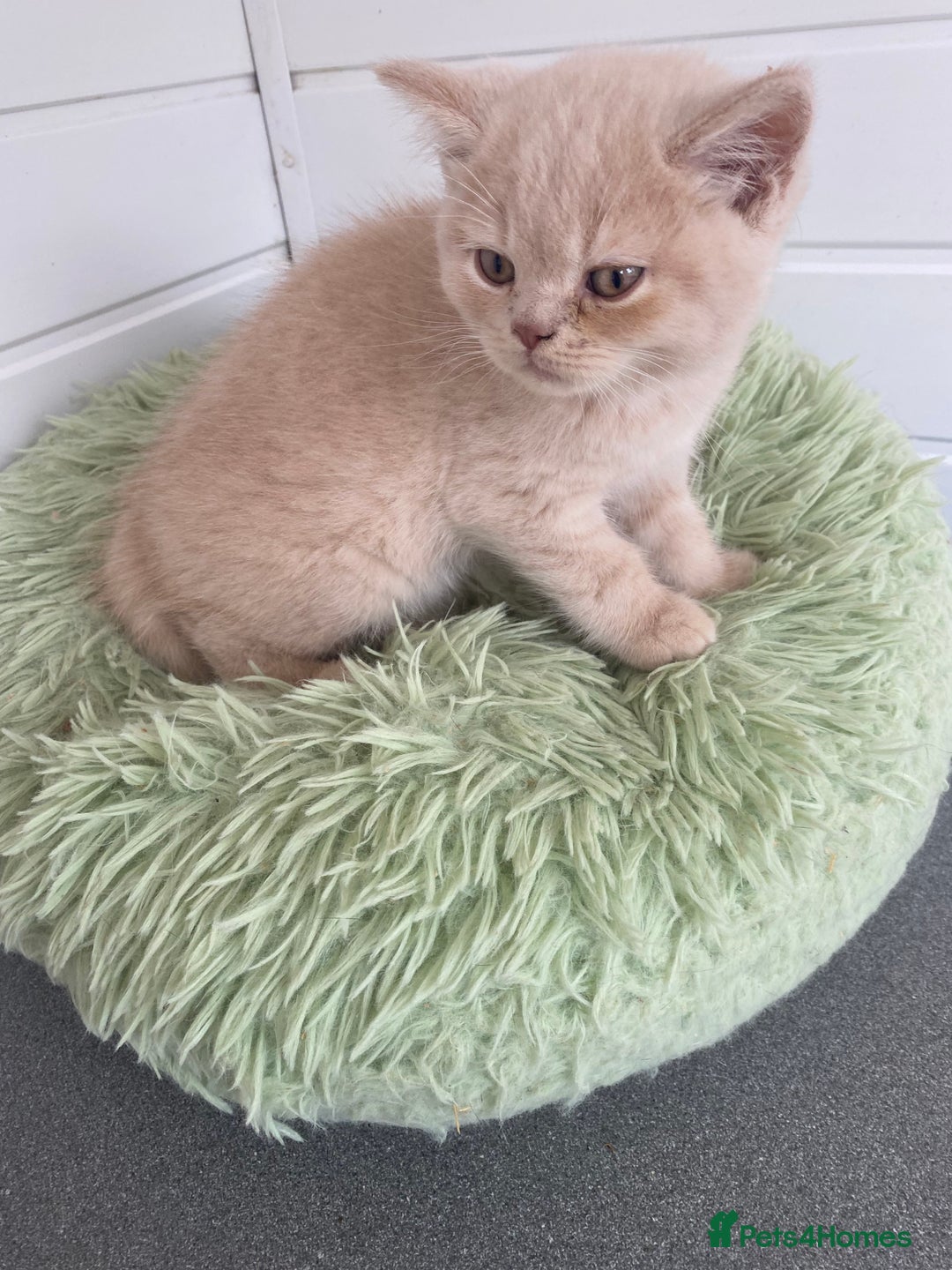 British Shorthair cats for sale: British Shorthair kittens  - Image 6