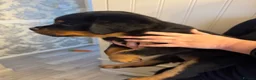 Rottweiler dogs for sale: KC Srb Rottweilers 19 champion winning bloodlines - Advert 6