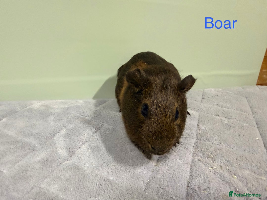 Guinea Pig rodents for sale: Baby guinea pigs  - Advert 3