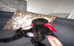 Cockapoo dogs for sale: Cockapoo Puppy – 9 Weeks  - Image 5