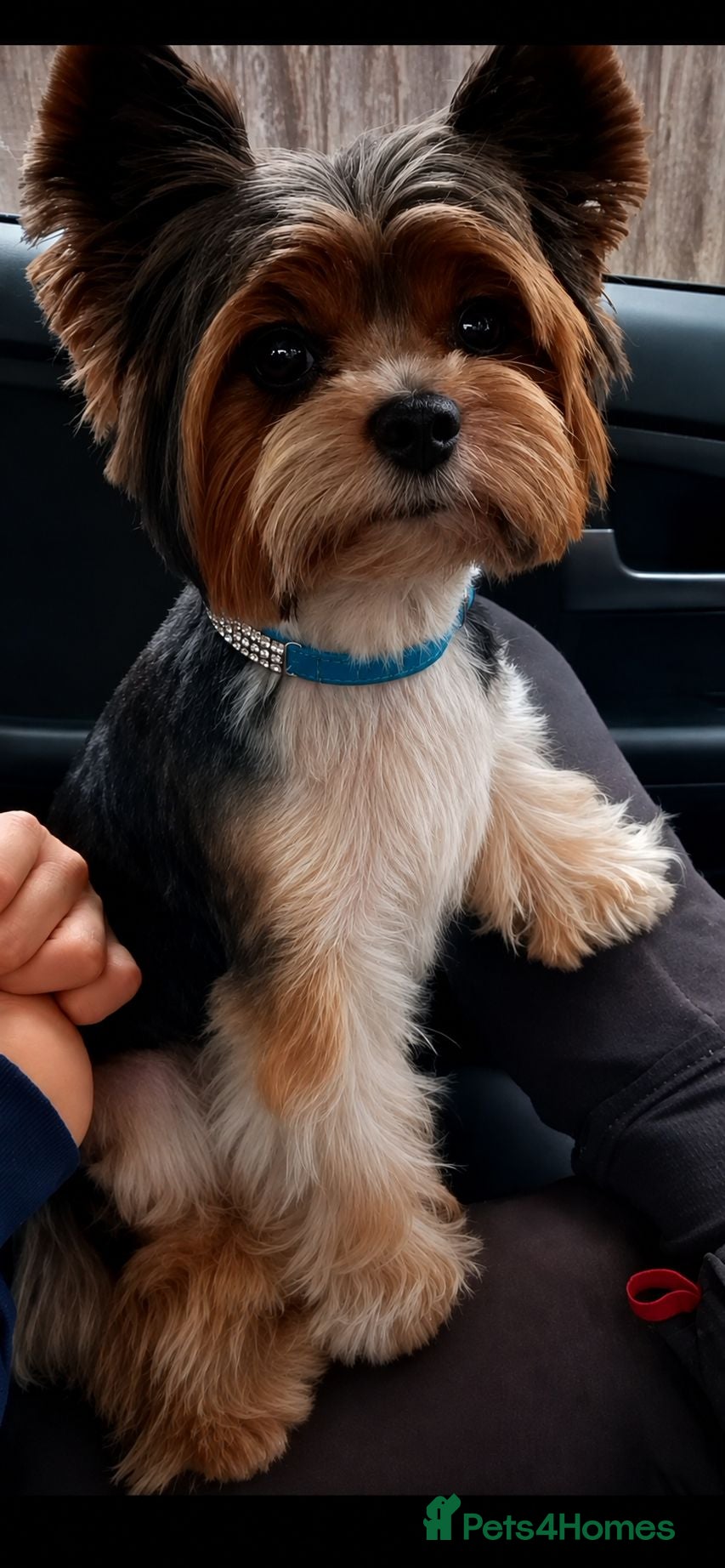 Biewer Terrier dogs BUFFALO – Beautiful Biewer Yorkshire Terrier Stud  - Advert 1