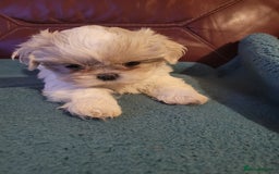 Shih Tzu dogs for sale: Ready now 🥰 Last Imperial ShihTzu Lavender Girl.  - Image 14