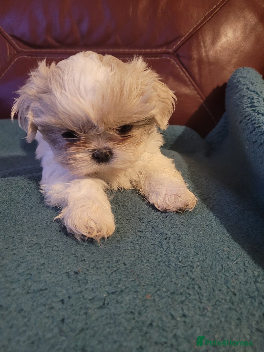 Shih Tzu dogs for sale: Ready now 🥰 Last Imperial ShihTzu Lavender Girl.  - Image 14
