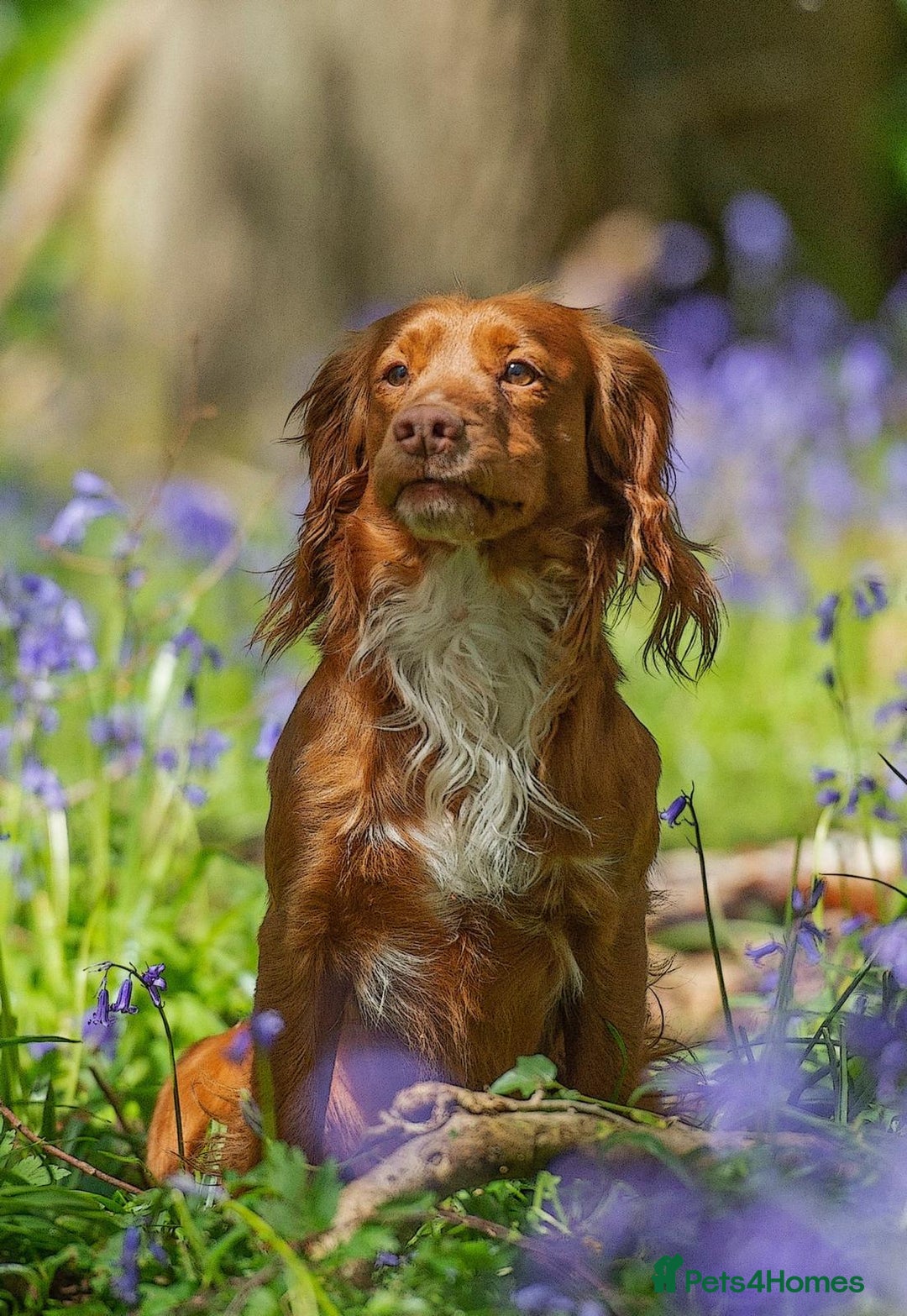 Cocker Spaniel dogs for sale: Beautiful Working Cocker Puppies - FTCh sired - Advert 4