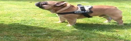 French Bulldog dogs for stud: Henri show winning red fawn stud  - Advert 5