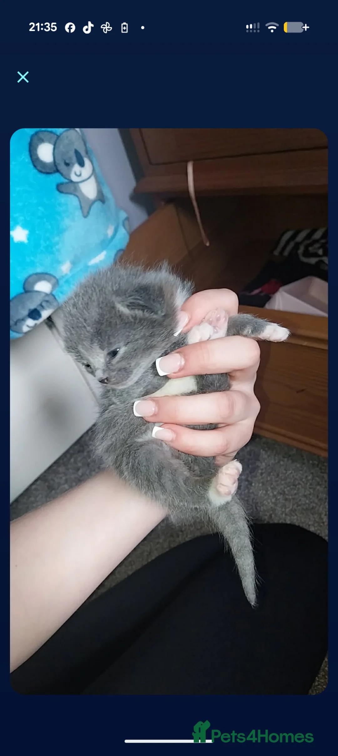 Mixed Breed cats for sale: Mixed litter kittens  - Advert 5