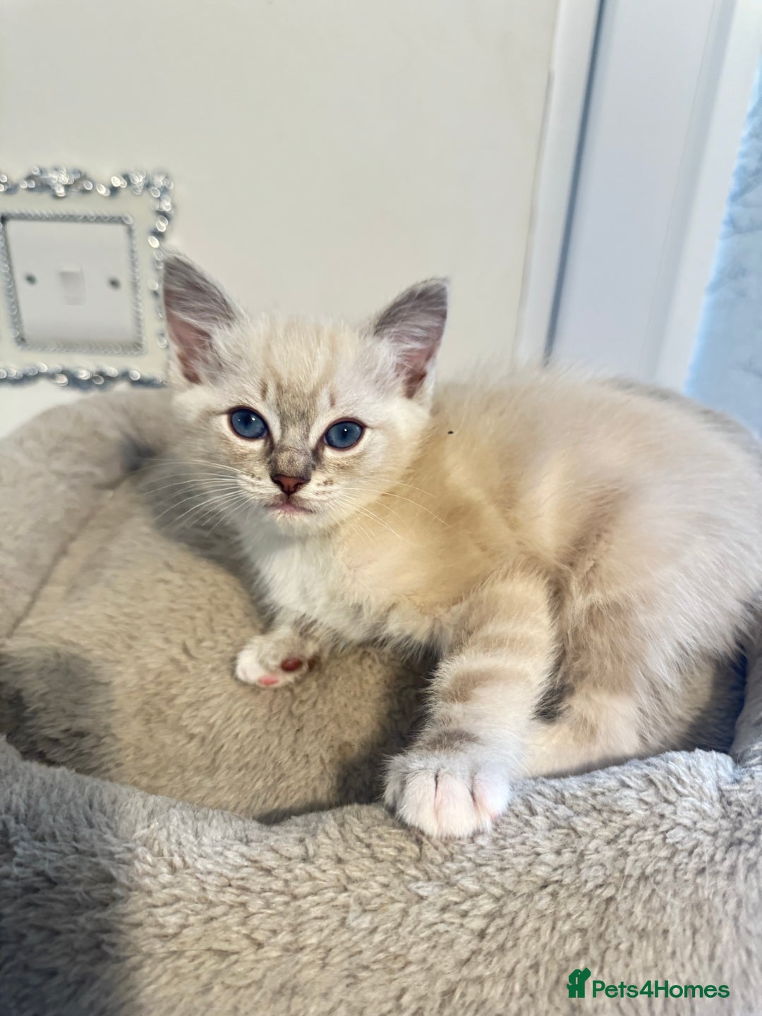 Ragdoll cats for sale: Beautiful Ragdoll Kittens - Advert 26