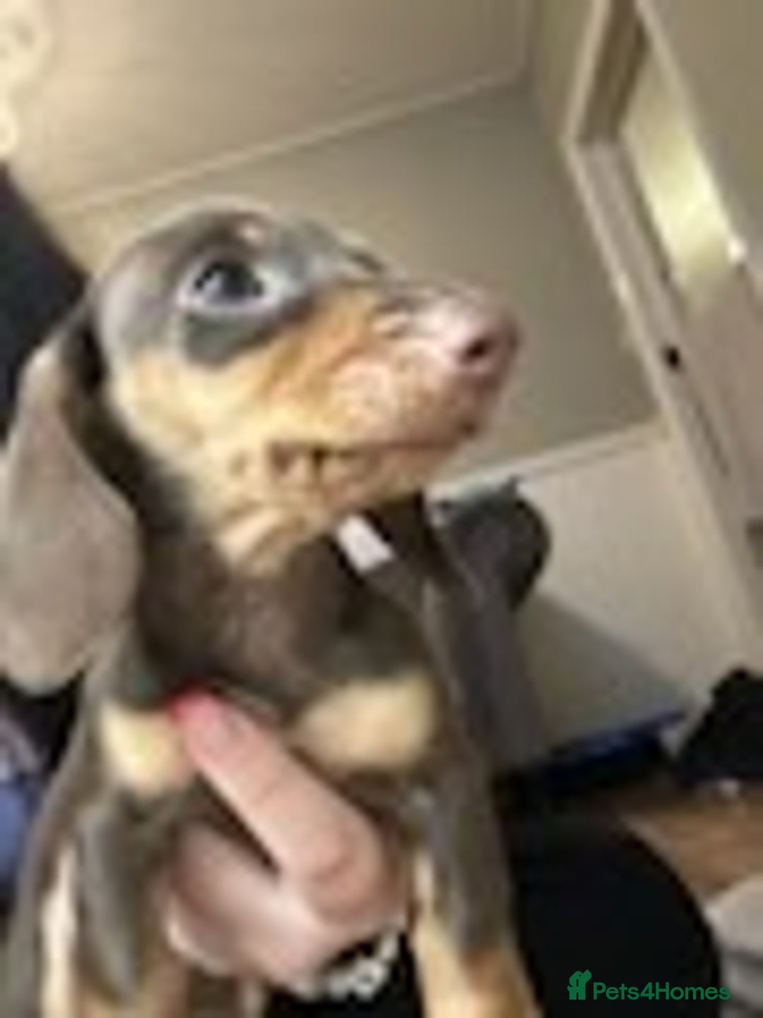Miniature Dachshund dogs for sale: KC REGISTERED Miniature dachshund HEALTH TESTED   - Advert 5
