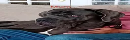 Cane Corso dogs for sale: Cane Corso - Advert 2