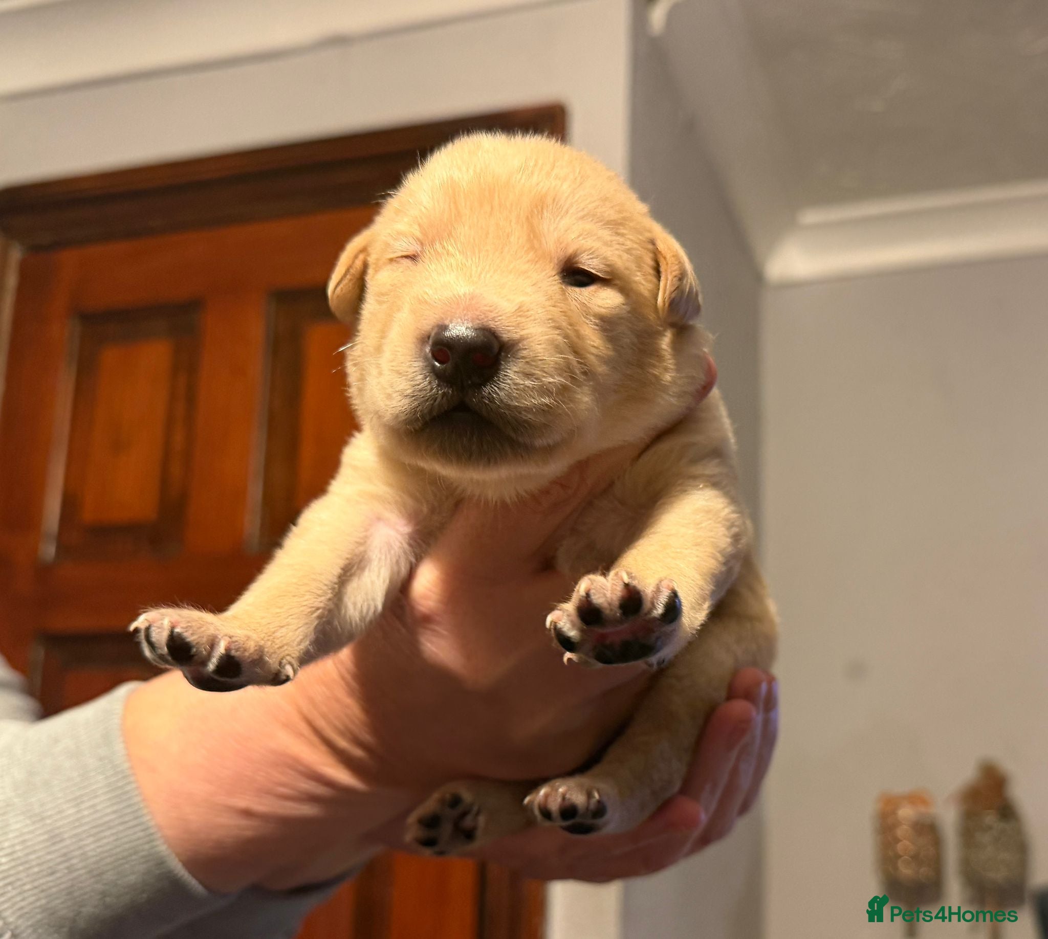 Labrador Retriever dogs 6 stunning puppies - Advert 17