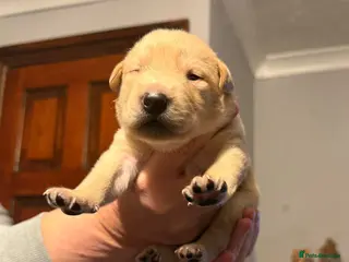 Labrador Retriever dogs 6 stunning puppies - Advert 17