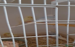 Budgerigars birds for sale: Budgies for sale - Image 9