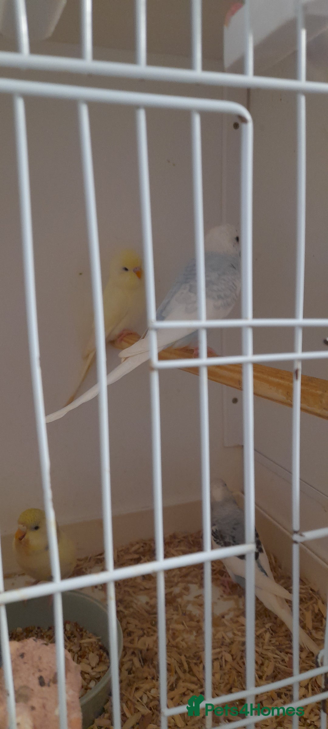 Budgerigars birds for sale: Budgies for sale - Image 9