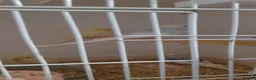 Budgerigars birds for sale: Budgies for sale - Advert 9