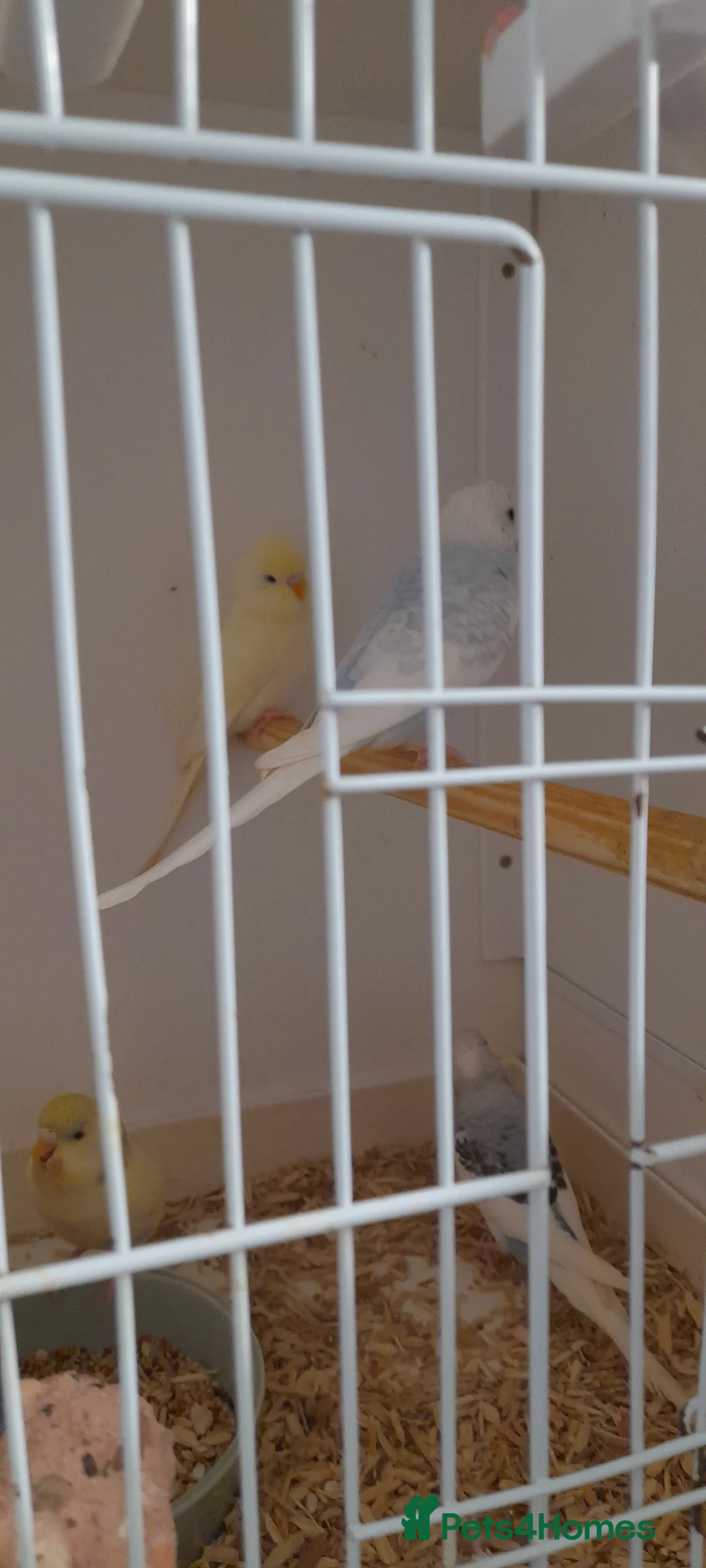 Budgerigars birds for sale: Budgies for sale - Advert 9