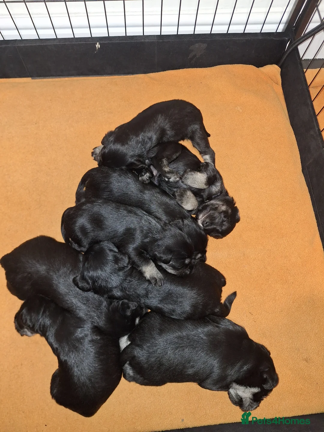 Miniature Schnauzer dogs for sale: 8 adorable miniature schnauzer puppies  - Advert 10