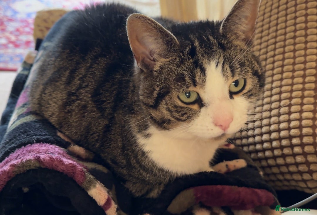 Domestic Shorthair cats for sale: Two cats for rehoming (for free ignore the price)  - Image 3