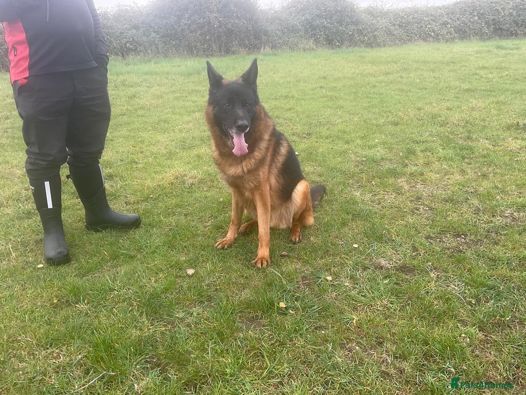 German Shepherd dogs for sale: 2 outstanding Males  - Advert 4