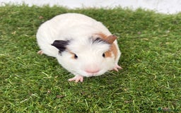 Guinea Pig rodents for sale: Female baby guinea pigs  - Image 26