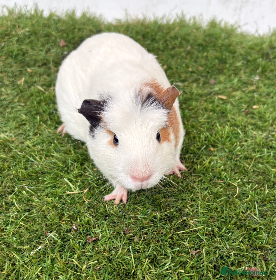 Guinea Pig rodents for sale: Female baby guinea pigs  - Image 26