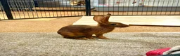 Belgian Hares rabbits for sale: Vaccinated Young Red Belgian Hares Ready Now in Doncaster - Advert 2