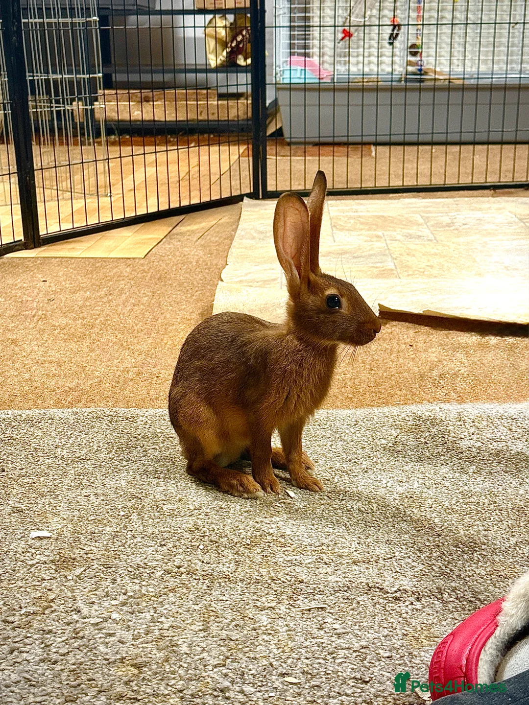 Belgian Hares rabbits for sale: Vaccinated Young Red Belgian Hares Ready Now in Doncaster - Advert 2