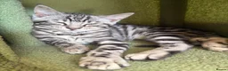 Maine Coon cats for sale: Champion XL Russian Maine coon X GCCF bengal - Advert 2