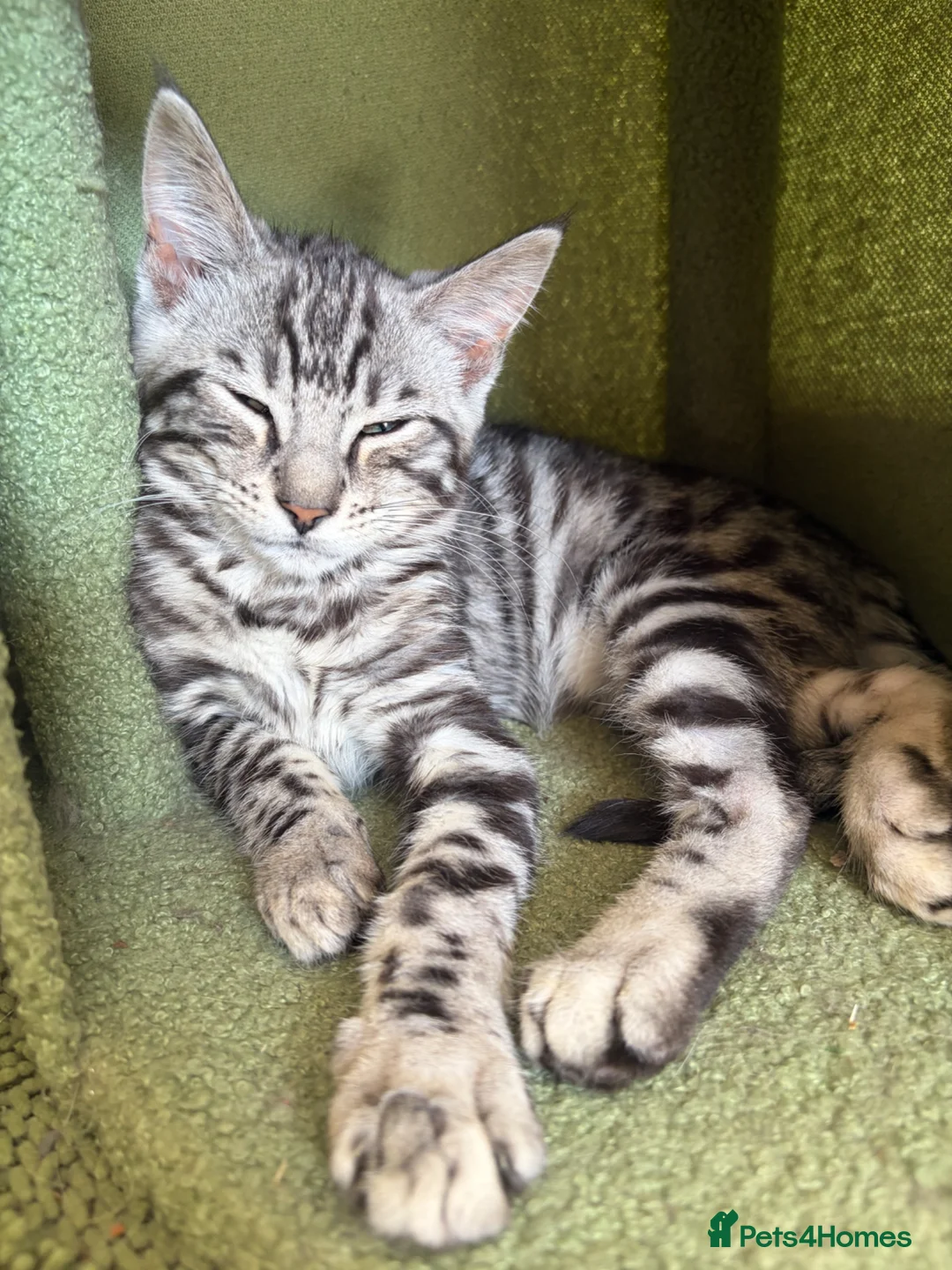 Maine Coon cats for sale: Champion XL Russian Maine coon X GCCF bengal - Advert 2